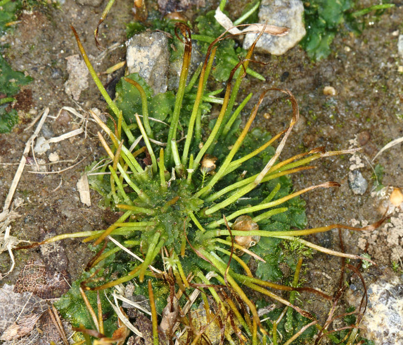 Phaeoceros carolinianus